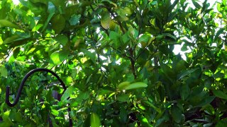 Growing The Best Oranges - Washington Navel Orange