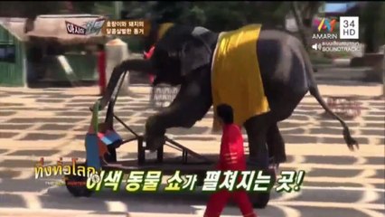 ทึ่งทั่วโลก the asia hunter แม่เสือกับลูกหมู