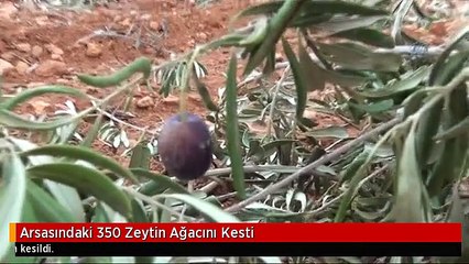 Arsasındaki 350 Zeytin Ağacını Kesti