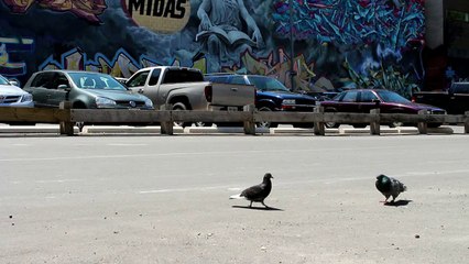 Sony reboots Aibo with AI and extra kawaii