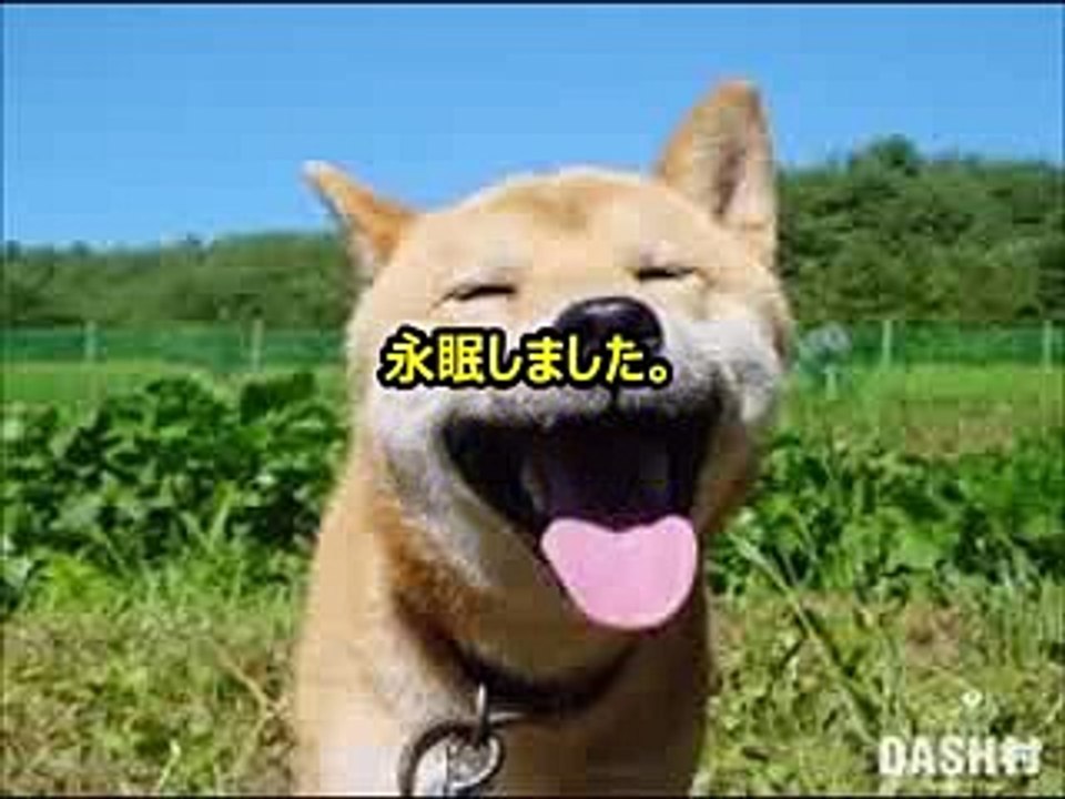 『ザ!鉄腕!DASH!!』の柴犬、『北登』16歳5か月で永眠