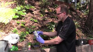 How to root hardwood, semi-hardwood and softwood cuttings