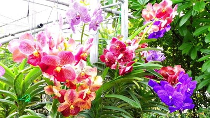 Student video of their experience at our Chiang Mai training center