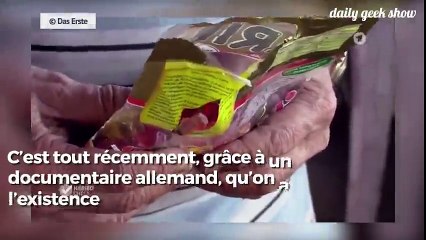 “Haribo c’est beau la vie” : entre esclavagisme moderne et maltraitance des animaux