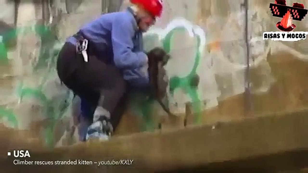 Grandes Héroes De La Vida Real Rescatando Animales 2016 ★★ ¡ANGELES REALES!