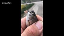 Fisherman catches fish with strange bird-shaped mouth