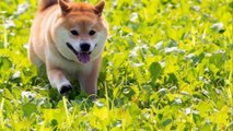 Shiba Inu dogs. One of the loyal and brave dogs.