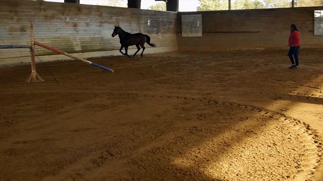 POney hongre 6 ans par quality bois margot saut lib