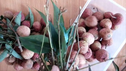 Hướng dẫn cách ngâm và làm trà vải ngon tuyệt_Lychee fruit iced tea at home!