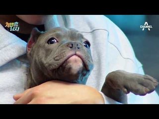(american bully puppy) 아메리칸 불리 맥시멈의 천방지축 애교_개밥주는남자_170623