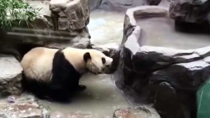 Giant panda washes itself