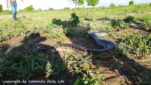 Ooop!! Anaconda attack Buffaloes while Cowboys are Looking After Their Cows in The Rice Fi