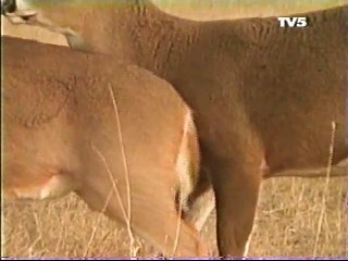 deer matting with a buck in deer matting season.