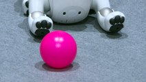Sony presentó su nueva versión del perro robot Aibo