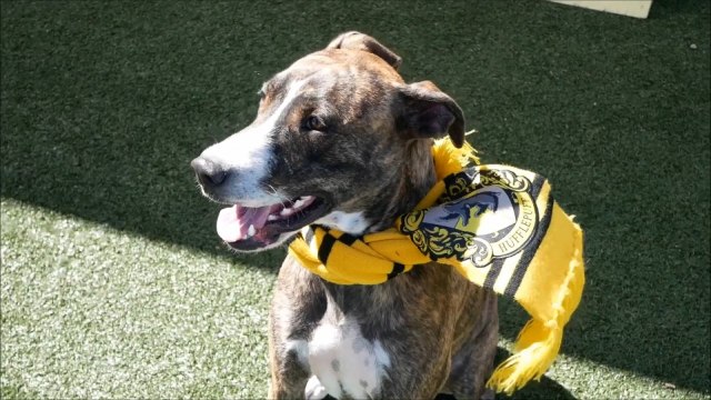 Dog rescue centre 'sorts' pups into Harry Potter houses