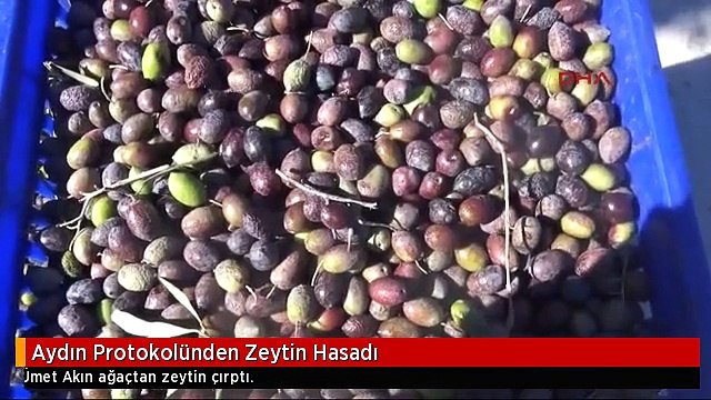 Aydın Protokolünden Zeytin Hasadı