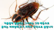 사람에게 발견 즉시 죽임을 당하는 돈벌레를 절대 죽이면 안되는 이유
