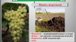 Удобрение и подкормка винограда весной и осенью.