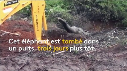 Un éléphant tombé dans un puits secouru au Sri Lanka