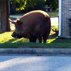 I Want the Whole Hog and Nothing but the Hog