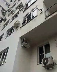 Salva a un gato que quedó colgado de un tendedero de ropa