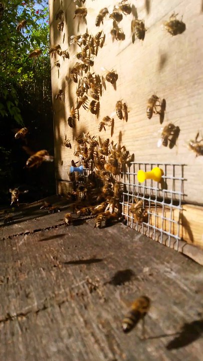 Bienen im Herbst