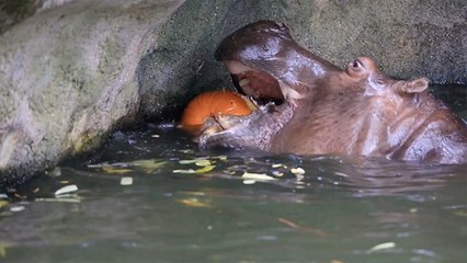 Watch Hippos Eat Pumpkins, Unless You Have Otter Plans