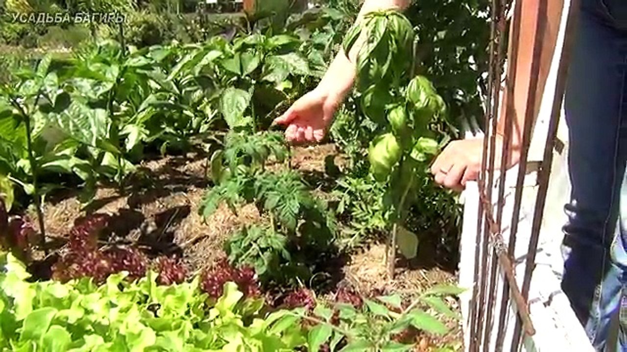 Пасынкование томатов