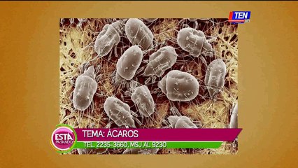 Cómo tratar los ácaros en los perros