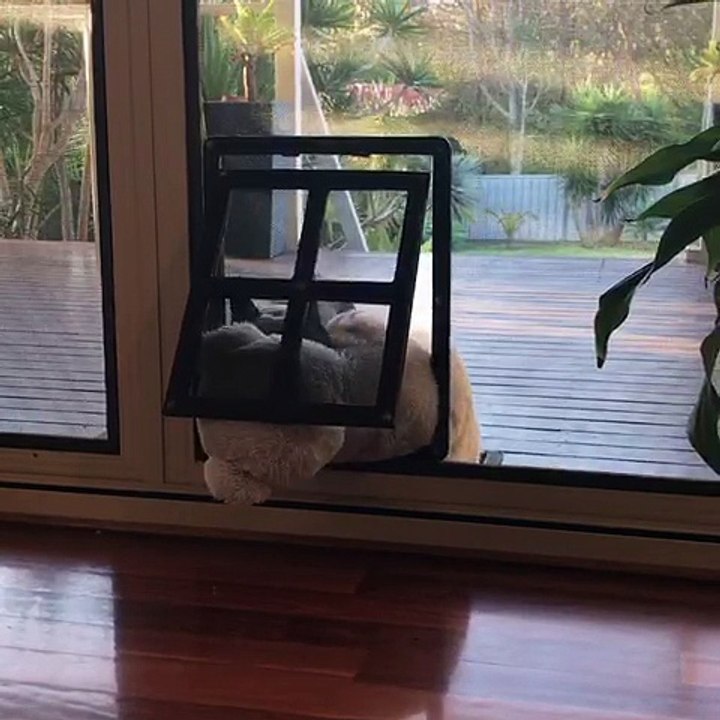 Frenchie rescue