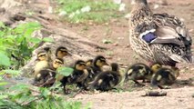 Female Mallard Duck with Baby Ducklings being Attacked