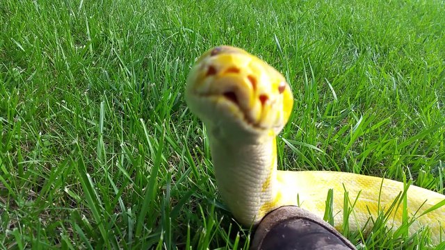 Voici le serpent le plus mignon du monde : python birman adorable