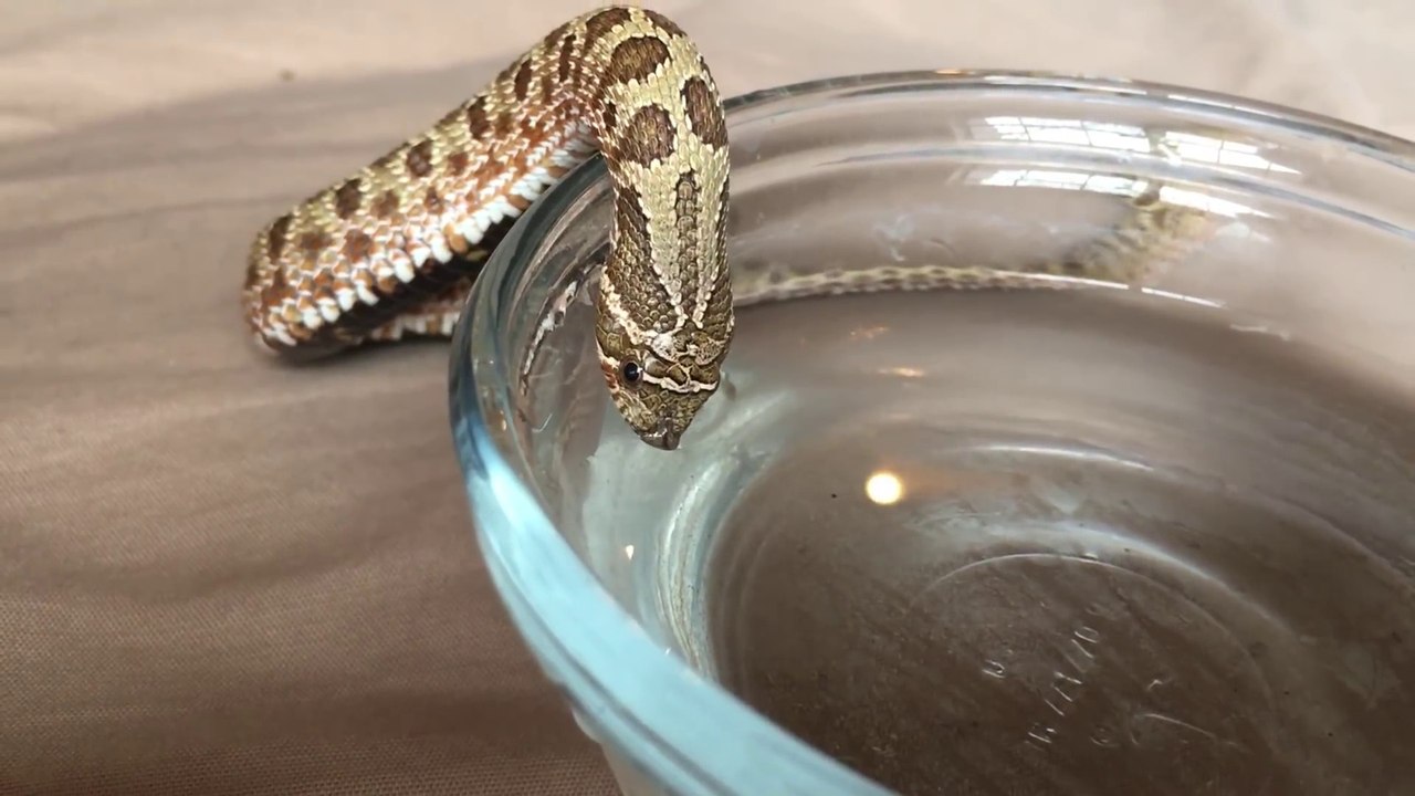 Un serpent qui boit c'est juste adorable à regarder