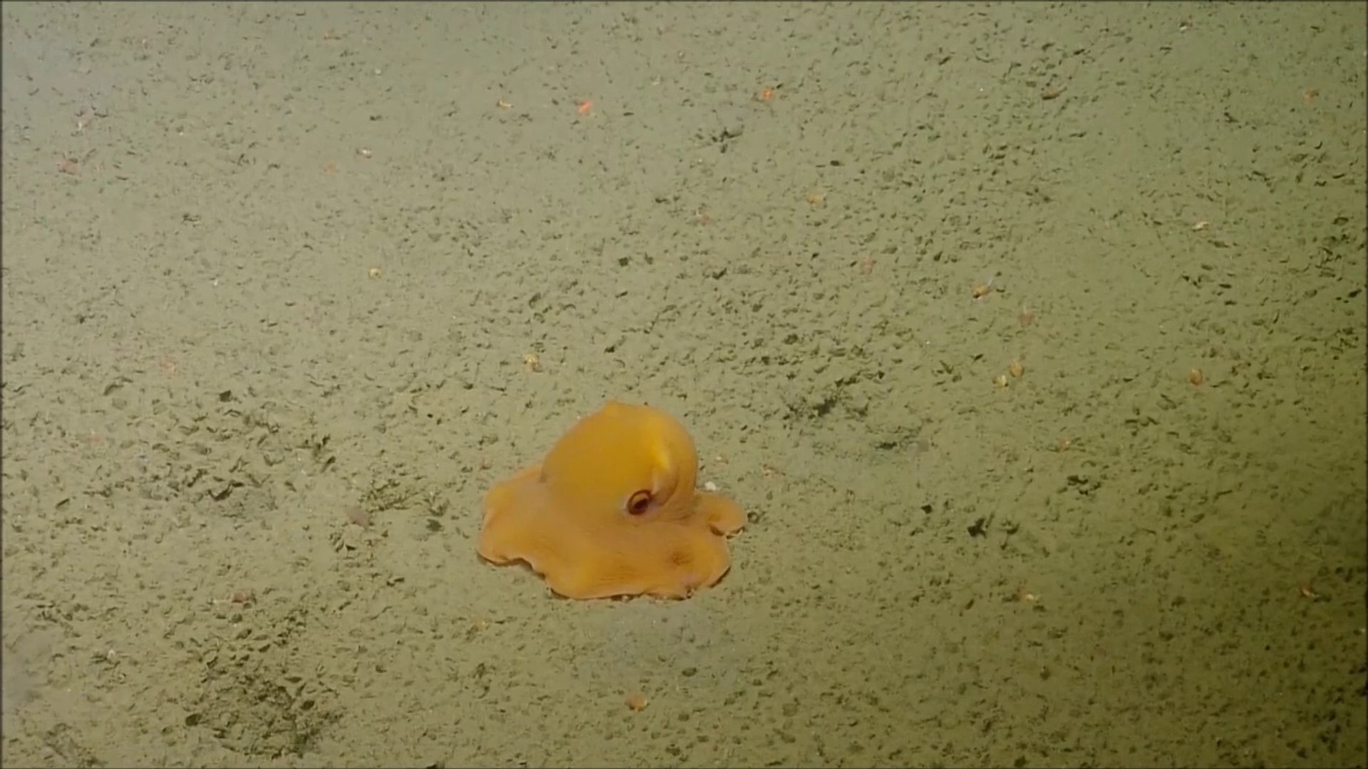 VIDEO. Voici adorabilis, la pieuvre la plus mignonne du monde