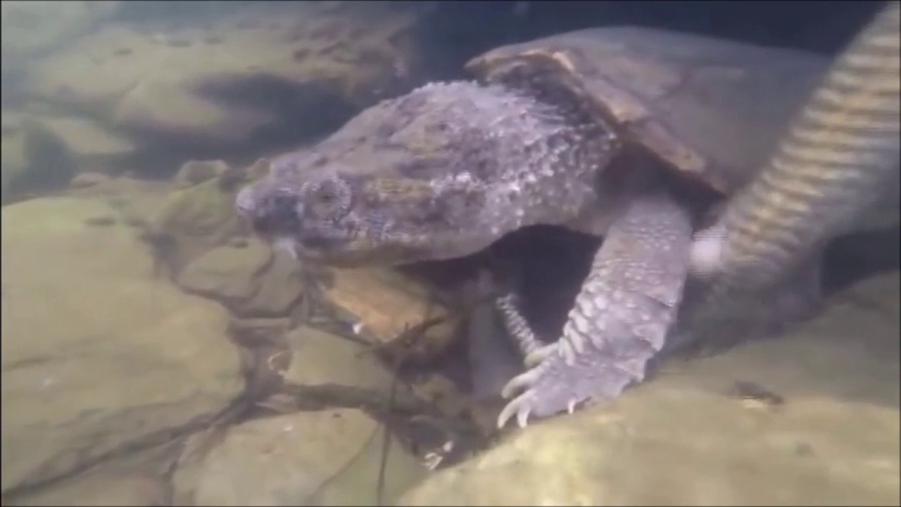 Tortue VS boa : le serpent ne peut rien faire contre la machoire puissante de la tortue