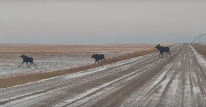Moose Crossing Causes Short Traffic Delay After Saskatchewan Snowstorm