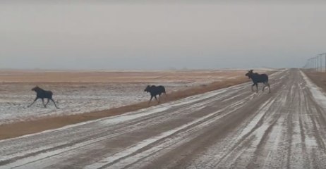 Moose Crossing Causes Short Traffic Delay After Saskatchewan Snowstorm