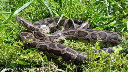 Terrifying! Brave Children Catch Big Snake While Walking in the Forest