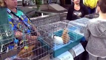 Кошечка Мурка покупаем питомца Максу и Кате ВЛОГ на рынке животных Kitten pet for Mister Max