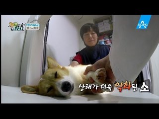 [예고] 대중소 펫시터 최대 위기! '소' 또 다시 병원행