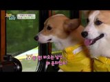 우비입은 대중소♥ 주병진 잡는 강남과 함께 하는 서울 버스 투어!