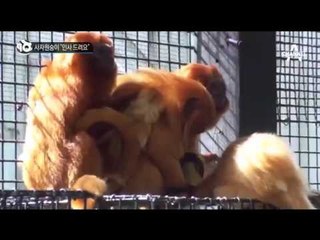 사자원숭이 “인사 드려요”_채널A_뉴스TOP10