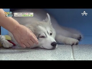 뚜이가 가장 좋아하는 가족은 나야 나♬ (feat.설문지 작성)