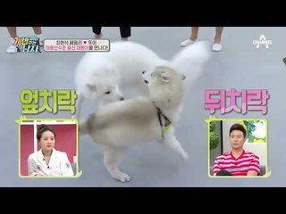 드디어 태릉이를 만난 뚜이! 천재견 VS 체육견 본격 승부에 돌입해보는데?!