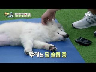 반려견 힐링 마사지 교실! 아빠의 발바닥 마사지에 행복해하는 뚜이!