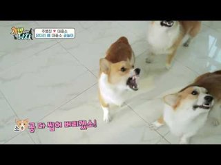 닭다리를 건 대중소의 공놀이?! 과연 닭다리 승자는?!