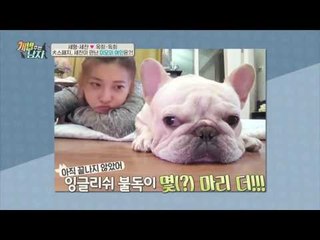 흙바닥도 런웨이 만드는 세계 랭킹 1위 犬의 남다른 11자 워킹!