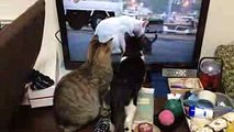 「ダーウィンが来た」をかぶりつきで見る猫。Cats watching NHK animal documentary in front-row position.