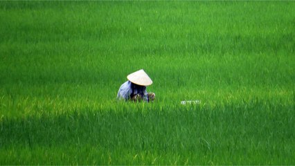 Agricultural Products in the Philippines - Interesting Facts about Farming