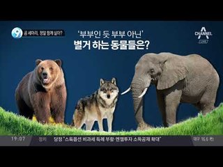 곰 세마리, 정말 함께 살아?